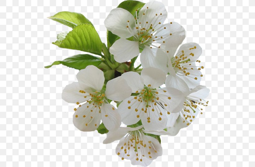 Flower Sweet Cherry Cerasus Blossom Blume, PNG, 535x538px, Flower, Blossom, Blume, Branch, Cerasus Download Free