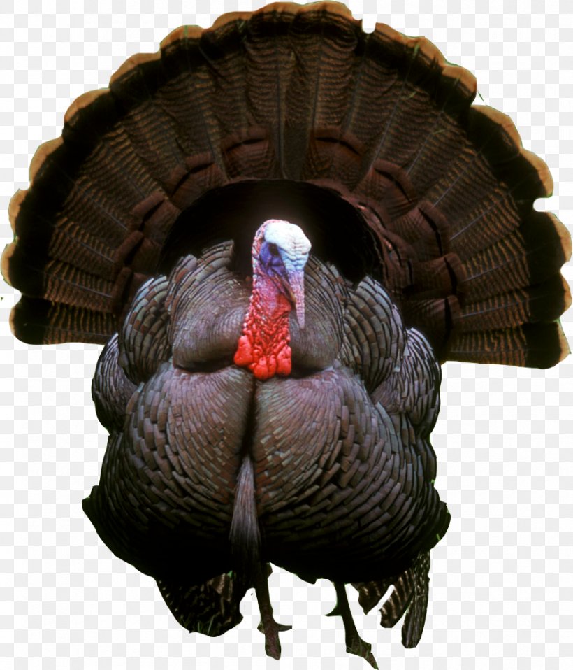 New York City Turkey Hunting Bird Game, PNG, 889x1039px, Turkey, Animal, Beak, Bird, Conservation Download Free