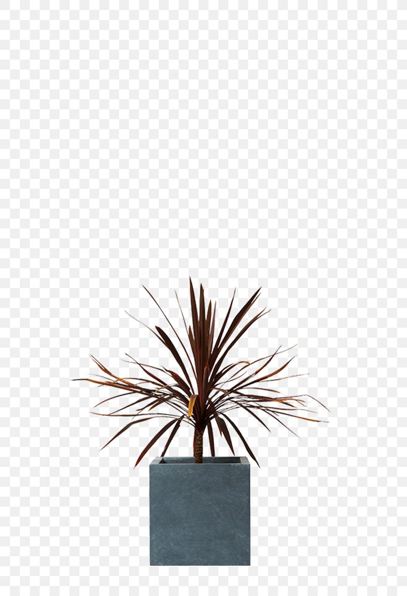 Silverberry Houseplant Dwarf Umbrella Tree Hardiness, PNG, 800x1200px, Silverberry, Agavaceae, Agave, Araliaceae, Arecales Download Free