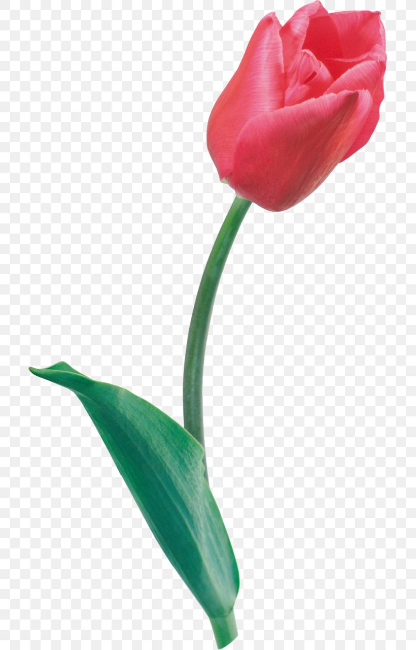 Tulip Cut Flowers Clip Art, PNG, 707x1280px, Tulip, Bud, Cut Flowers, Flower, Flowering Plant Download Free