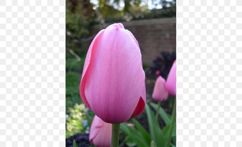 Tulip Pink M Petal, PNG, 500x500px, Tulip, Flower, Flowering Plant, Lily Family, Magenta Download Free