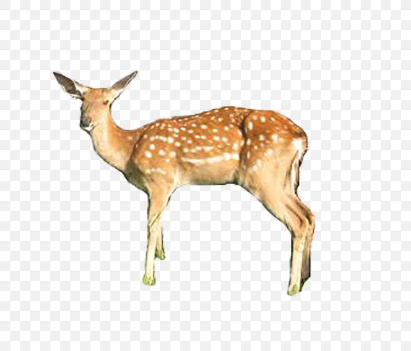 White-tailed Deer Formosan Sika Deer Responsive Web Design, PNG, 700x700px, Whitetailed Deer, Animal, Antelope, Antler, Deer Download Free