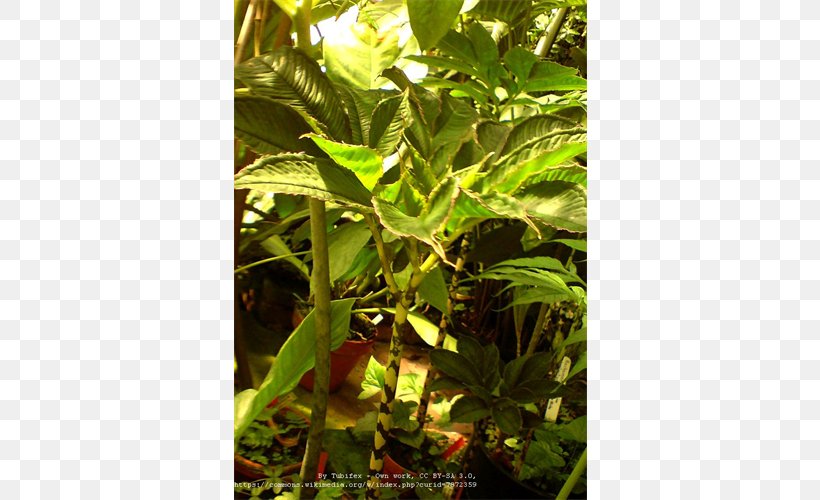 Amorphophallus Bulbifer Konjac Plant Leaf, PNG, 500x500px, Konjac, Anemone, Bulb, Farm, Herb Download Free