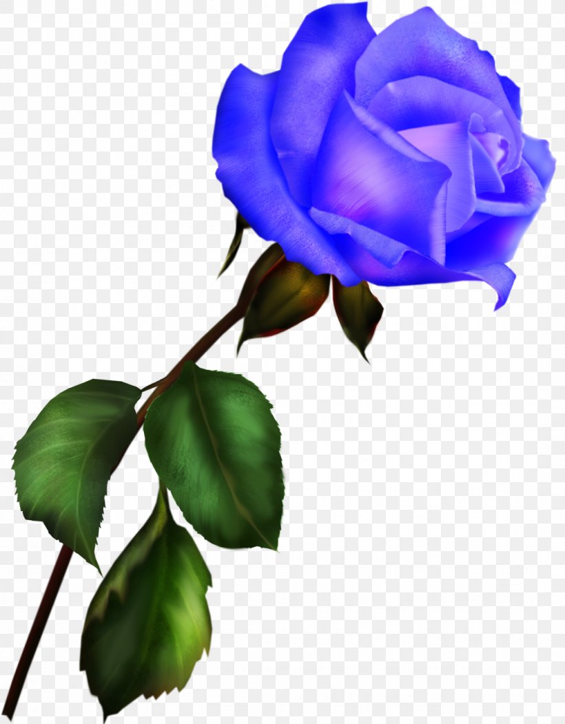 Blue Rose Garden Roses Digital Image Clip Art, PNG, 1071x1374px, Blue Rose, Archive File, Blue, Branch, Bud Download Free