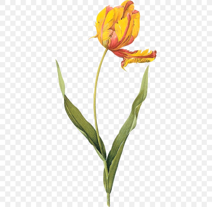 Choix Des Plus Belles Fleurs Tulip Botanical Illustration Painting Art, PNG, 392x800px, Choix Des Plus Belles Fleurs, Art, Art Museum, Artist, Botanical Illustration Download Free