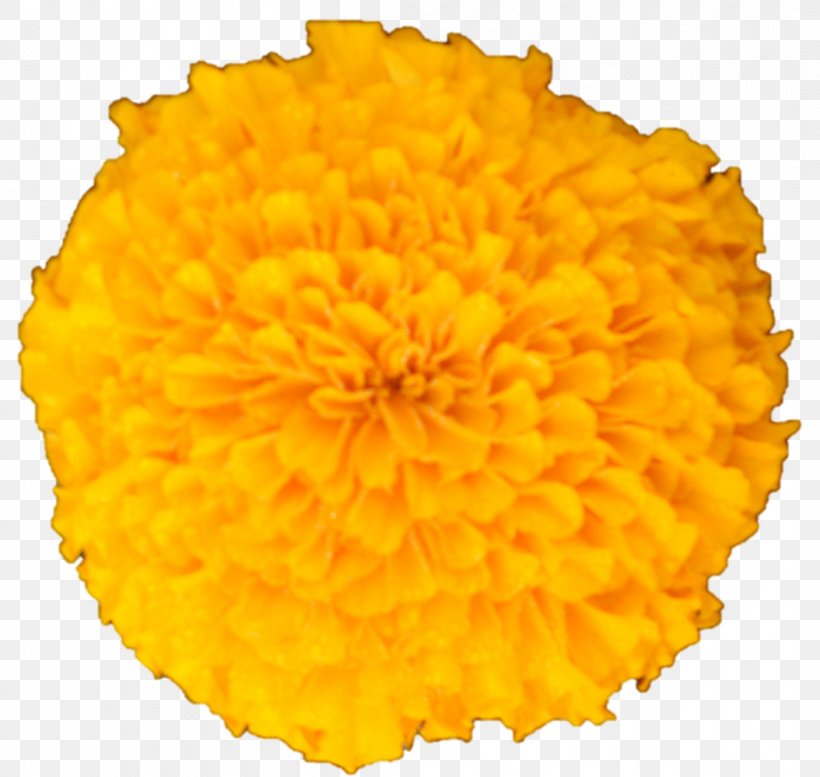 Chrysanthemum Cut Flowers Petal, PNG, 1054x999px, Chrysanthemum, Calendula, Chrysanths, Cut Flowers, Flower Download Free