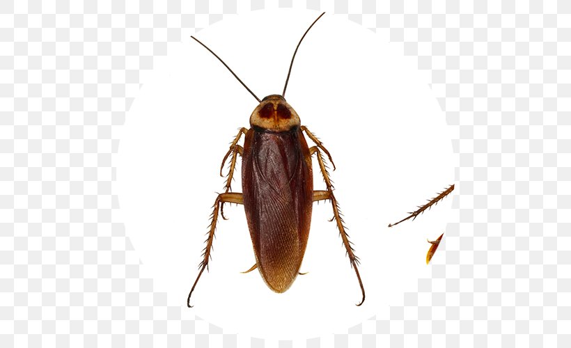 Cockroach Insect Pest Control Stock Photography, PNG, 500x500px, Cockroach, Alamy, Arthropod, Beetle, Blattodea Download Free