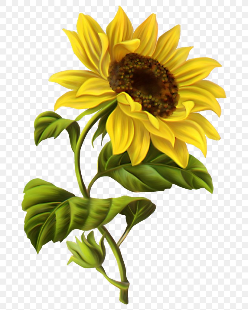Common Sunflower Drawing Watercolor Painting Sketch, PNG, 714x1024px, Common Sunflower, Art, Botanical Illustration, Cut Flowers, Daisy Family Download Free