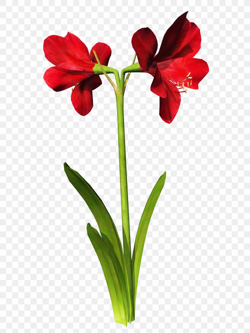 Cut Flowers Tulip Rose Clip Art, PNG, 1199x1600px, Flower, Amaryllis, Amaryllis Belladonna, Amaryllis Family, Bud Download Free