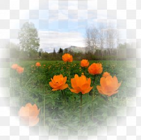 Computer - Meadow Desktop Wallpaper Wildflower Lawn Computer PNG