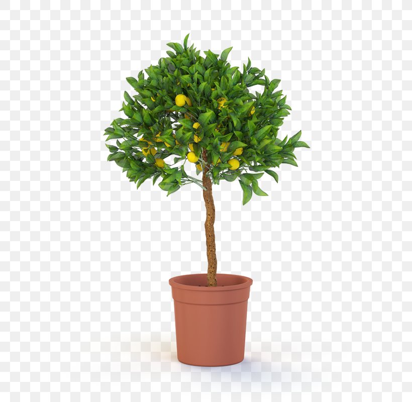 Plants, Plants And More Green And Blooming Plants Houseplant Flower, PNG, 727x800px, Plants Plants And More, Dwarf Umbrella Tree, Evergreen, Floristry, Flower Download Free