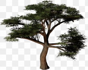 Pine - Tree Plant Clip Art PNG