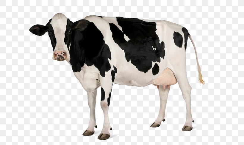 Holstein Friesian Cattle Stock Photography Dairy Cattle Cattle Feeding Royalty-free, PNG, 713x490px, Holstein Friesian Cattle, Calf, Cattle, Cattle Feeding, Cattle Like Mammal Download Free