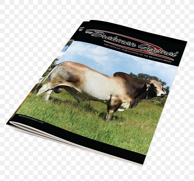 Online Magazine Brahman Cattle 0, PNG, 800x766px, 2016, 2017, Magazine, Advertising, Book Download Free