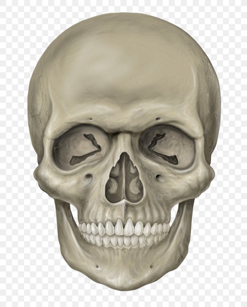 Skull Human Skeleton Clip Art, PNG, 768x1018px, Skull, Anatomy, Bone, Brain, Face Download Free