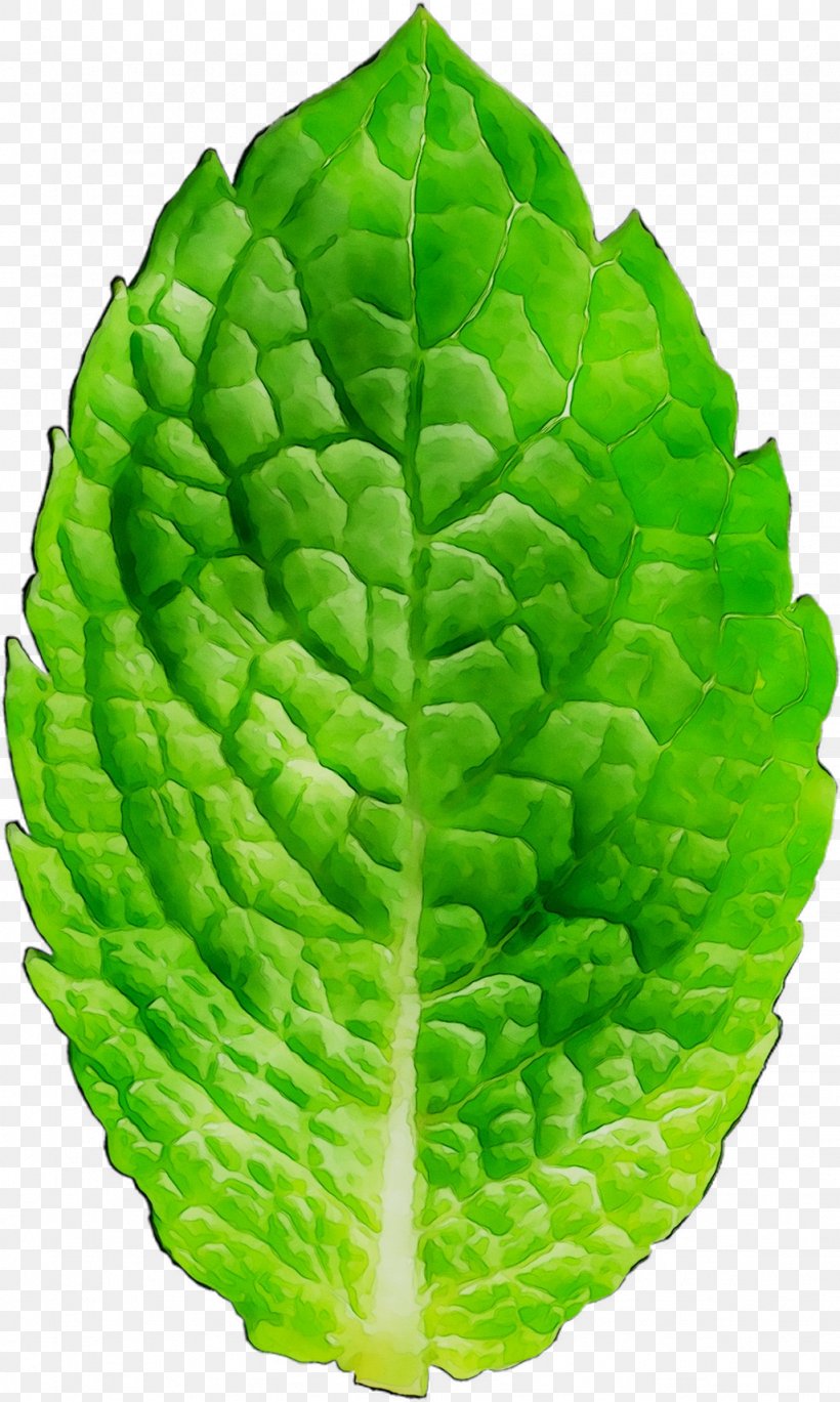 Spring Greens Cabbage Leaf, PNG, 1026x1713px, Spring Greens, Cabbage, Flower, Green, Greens Download Free