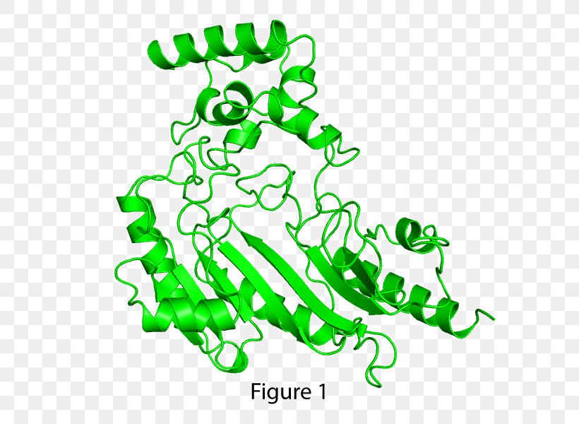 Structural Biology Cell Protein Leaf, PNG, 600x600px, Structural Biology, Area, Biology, Cell, Flora Download Free