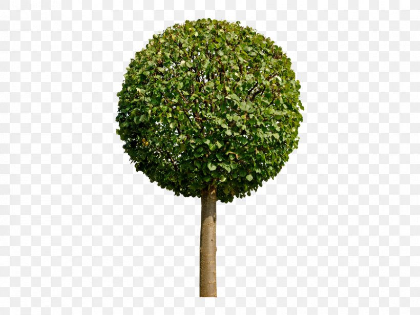 Tree Image Leaf Shrub, PNG, 866x650px, 3d Computer Graphics, Tree, Firmiana Simplex, Grass, Landscape Architecture Download Free