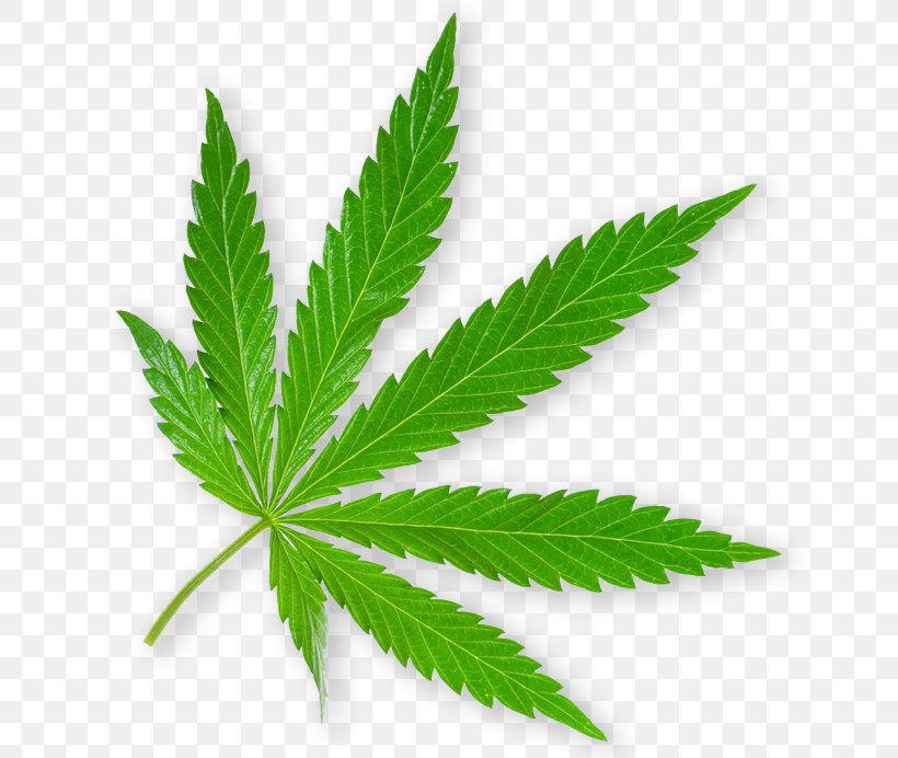Cannabis Leaf Background, PNG, 700x692px, 420 Day, Cannabis, Bong, Bumper Sticker, Cannabis Sativa Download Free