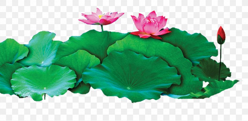 Nelumbo Nucifera Adobe Illustrator Nuciferine Egyptian Lotus, PNG, 2261x1107px, Nelumbo Nucifera, Aquatic Plant, Egyptian Lotus, Extract, Flower Download Free