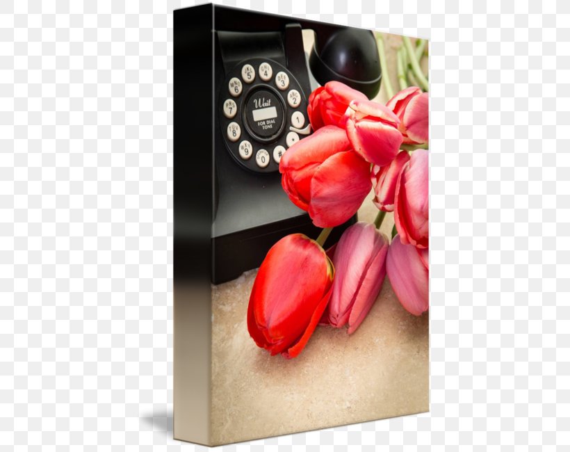 Petal Tulip, PNG, 427x650px, Petal, Flower, Plant, Red, Tulip Download Free
