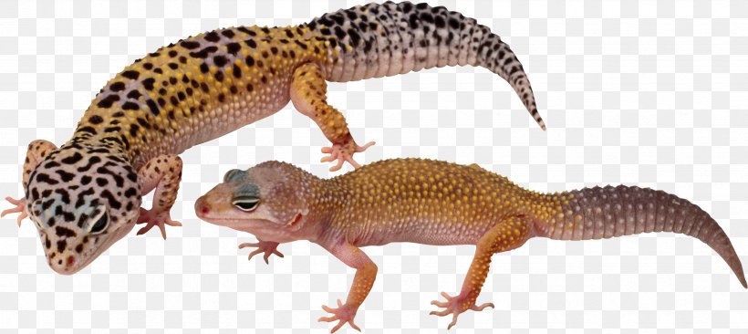Common Leopard Gecko Lizard Komodo Dragon Common Leopard Gecko, PNG, 3336x1492px, Gecko, Animal, Animal Figure, Chameleons, Common House Gecko Download Free