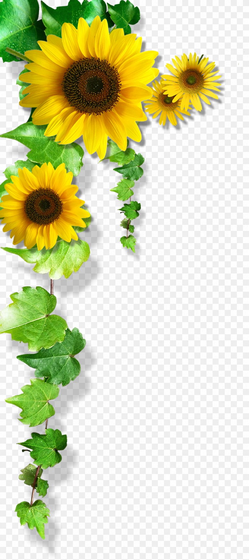 Common Sunflower Download, PNG, 848x1906px, Common Sunflower, Daisy Family, Designer, Floral Design, Floristry Download Free