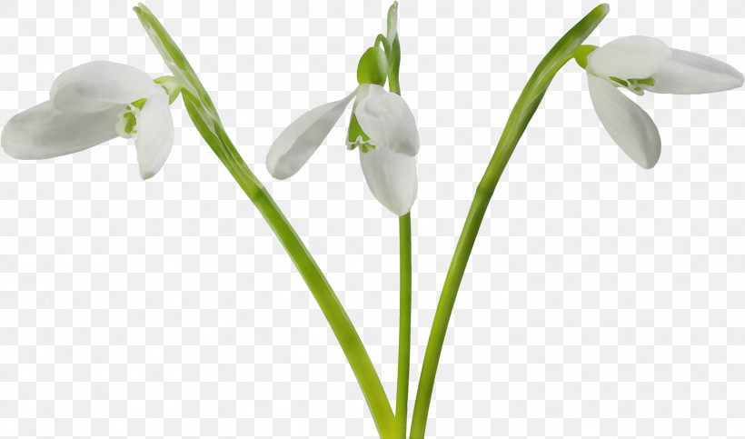 Flower Galanthus Snowdrop Plant Summer Snowflake, PNG, 3000x1769px, Watercolor, Amaryllis Family, Flower, Galanthus, Paint Download Free