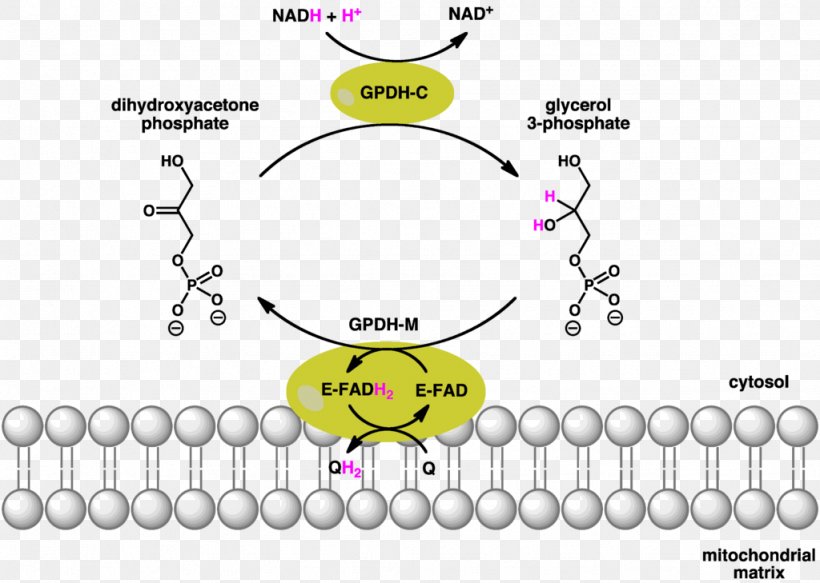 Glycerol-3-phosphate Dehydrogenase Glycerol 3-phosphate Glycerol Phosphate Shuttle Glyceraldehyde 3-phosphate, PNG, 1024x729px, Glycerol 3phosphate, Area, Biochemistry, Body Jewelry, Brand Download Free