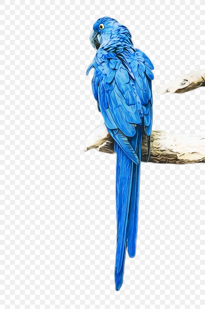 Colorful Background, PNG, 1628x2456px, Parrot, Beak, Bird, Blue, Budgie Download Free