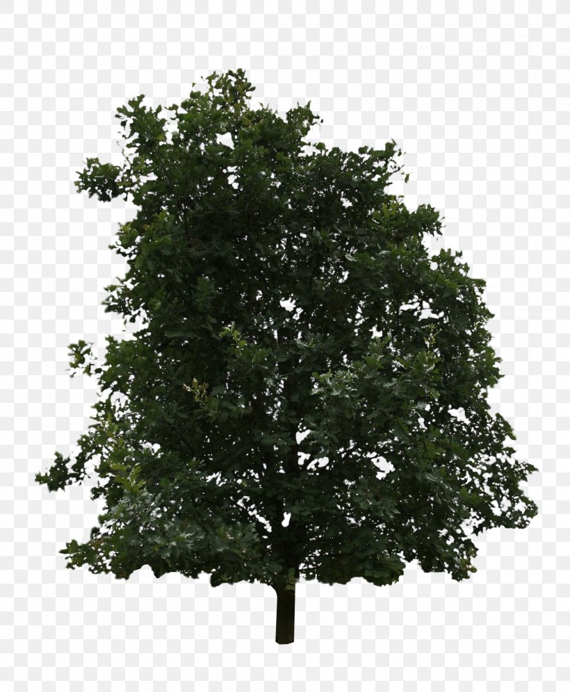 Oak Shrub Tree Branch American Holly, PNG, 2106x2560px, Oak, American Holly, Branch, Evergreen, Flower Download Free