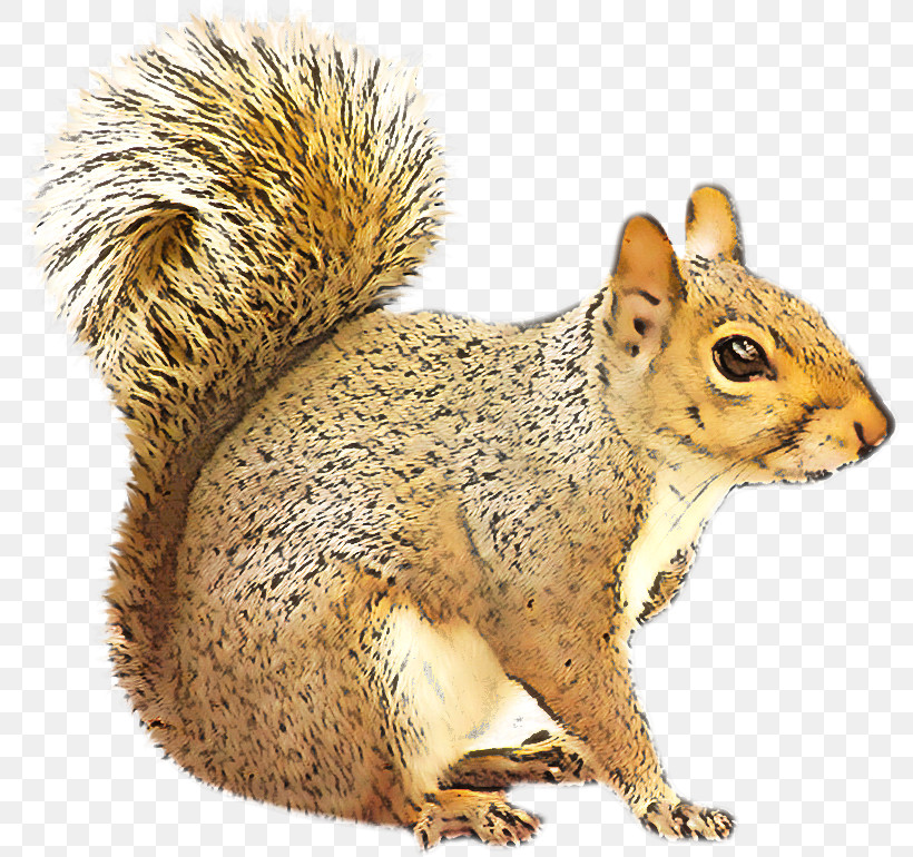 Squirrel Ground Squirrels Grey Squirrel Fox Squirrel Wildlife, PNG, 800x770px, Squirrel, Chipmunk, Fox Squirrel, Grey Squirrel, Ground Squirrels Download Free