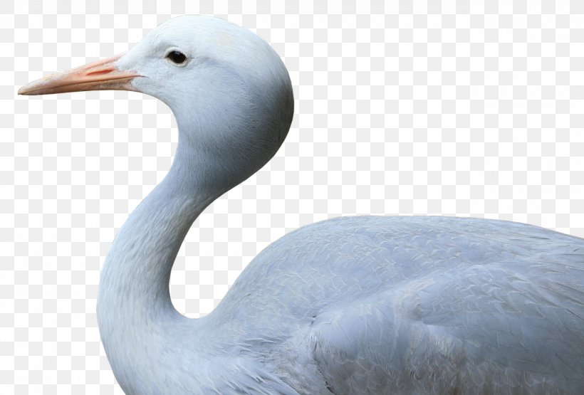 Water Bird Crane Goose Seabird, PNG, 1280x867px, Bird, Anatidae, Beak, Crane, Crane Like Bird Download Free