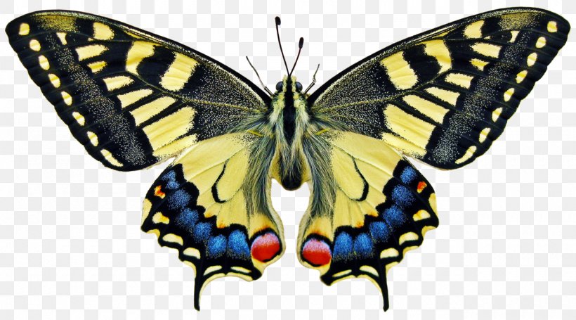 Butterfly World Insect Wing Old World Swallowtail, PNG, 1280x711px, Butterfly, Arthropod, Brush Footed Butterfly, Butterflies And Moths, Butterfly World Download Free