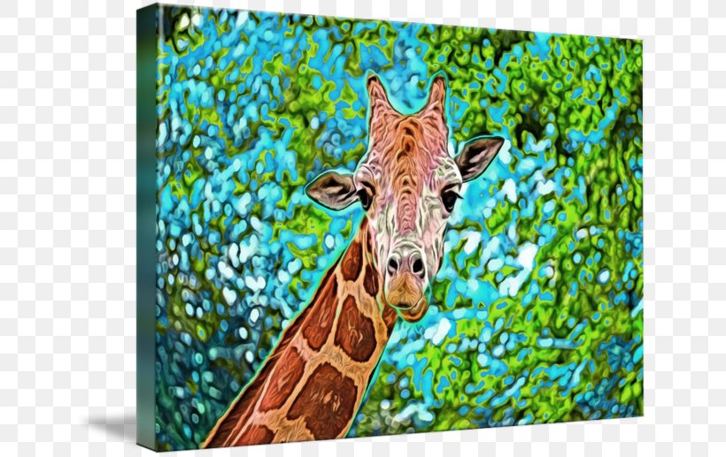 Giraffe Fauna Wildlife Teal Terrestrial Animal, PNG, 650x517px, Giraffe, Animal, Fauna, Giraffidae, Grass Download Free