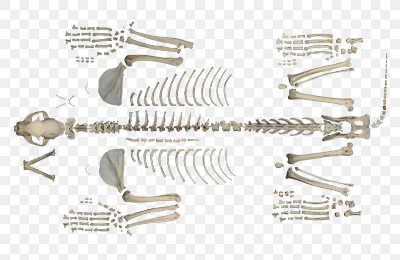Iberian Lynx Axial Skeleton Postcrania Human Skeleton, PNG, 800x533px, Iberian Lynx, Appendicular Skeleton, Atlas, Auto Part, Axial Skeleton Download Free