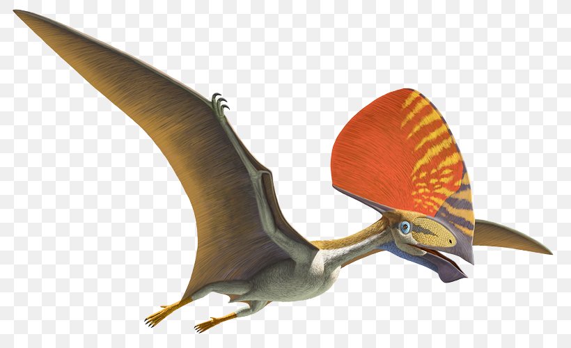 Natural History Museum Of Los Angeles County Pterosaurs Flight Anhanguera Darwinopterus, PNG, 800x500px, Pterosaurs, Age Of Dinosaurs, Anhanguera, Beak, Darwinopterus Download Free