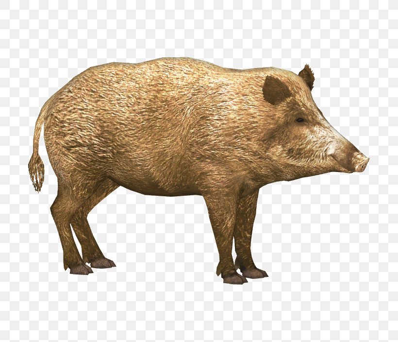 Wild Boar Icon, PNG, 704x704px, Domestic Pig, Fauna, Hogs And Pigs, Image Resolution, Internet Media Type Download Free