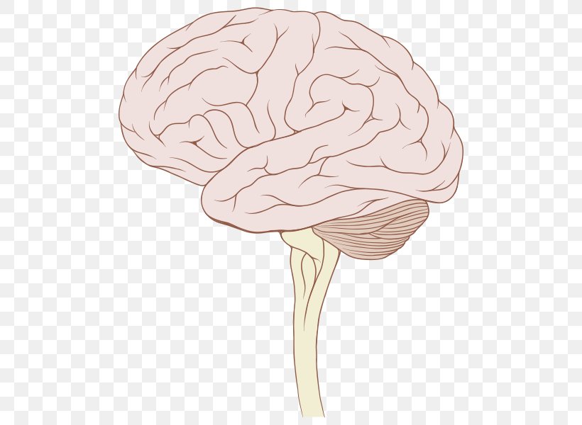 Brainstem Human Brain Brain Tumor Brain Stem Tumor, PNG, 518x600px, Watercolor, Cartoon, Flower, Frame, Heart Download Free