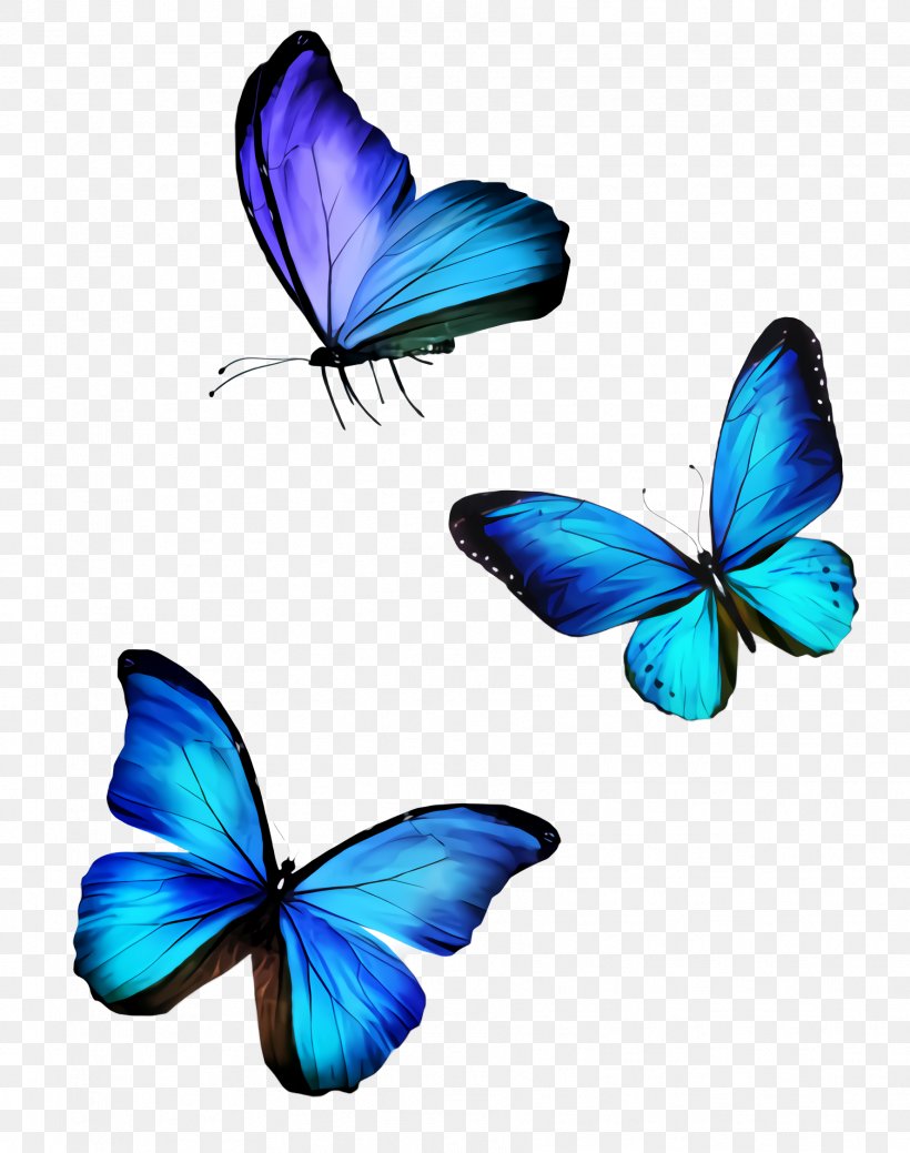 Butterfly Insect Blue Moths And Butterflies Azure, PNG, 1776x2252px, Butterfly, Azure, Blue, Insect, Lycaenid Download Free