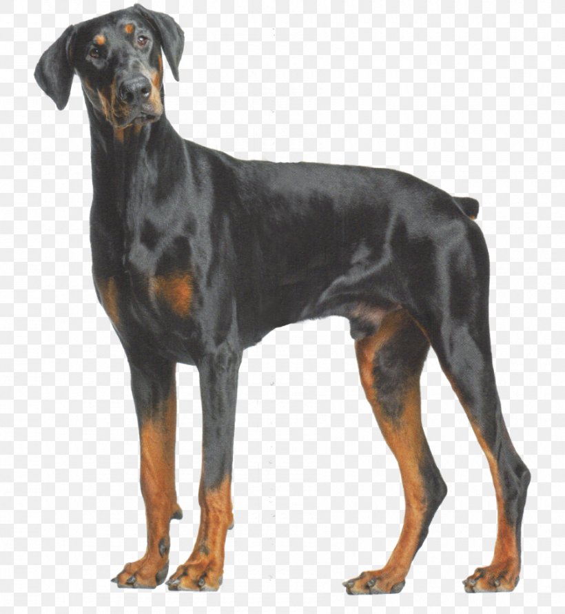 Dobermann The Doberman Pinscher American Akita Training AAA Akc Think Like A Dog But Don't Eat Your Poop! Here's Exactly How To Train Your American Akita Boxer, PNG, 900x979px, Dobermann, American Kennel Club, Austrian Black And Tan Hound, Black And Tan Coonhound, Boxer Download Free