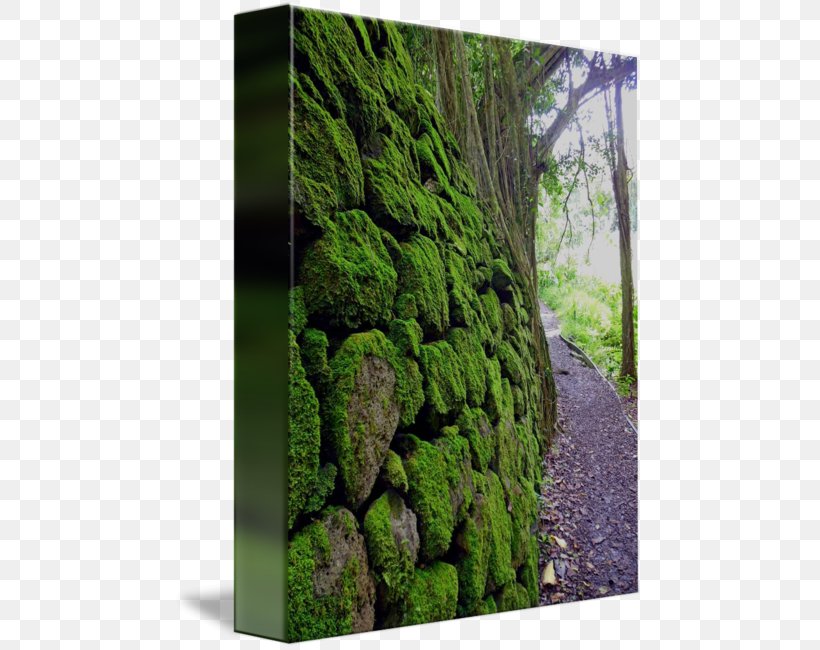 Gallery Wrap Vegetation Biome Canvas Art, PNG, 469x650px, Gallery Wrap, Art, Biome, Canvas, Evergreen Download Free