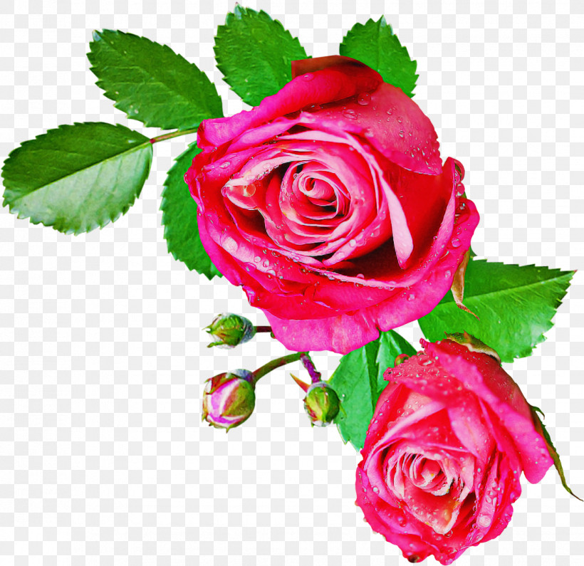 Garden Roses, PNG, 1133x1099px, Flower, Cut Flowers, Garden Roses, Petal, Pink Download Free