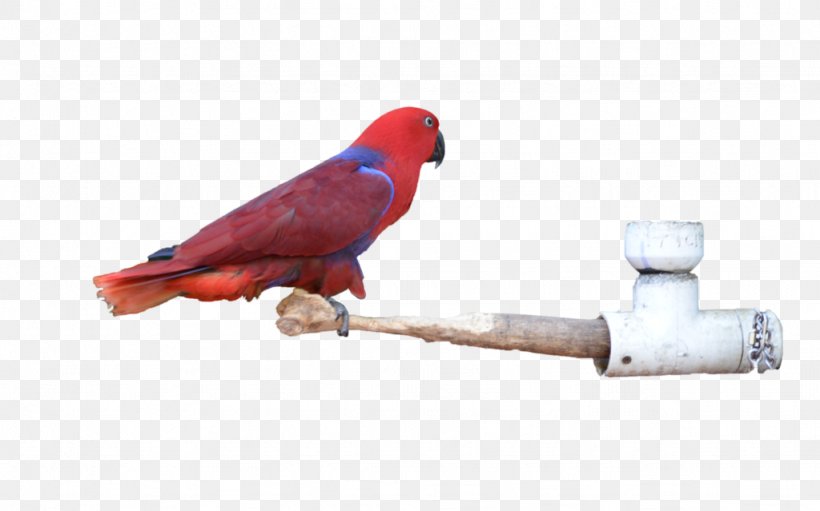 Macaw Parakeet Beak Feather, PNG, 1024x639px, Macaw, Beak, Bird, Feather, Parakeet Download Free