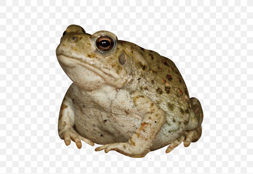 Colorado River Toad Aphrodisiac Frog, PNG, 704x562px, Toad, Amphibian, Animal, Aphrodisiac, Brown Download Free