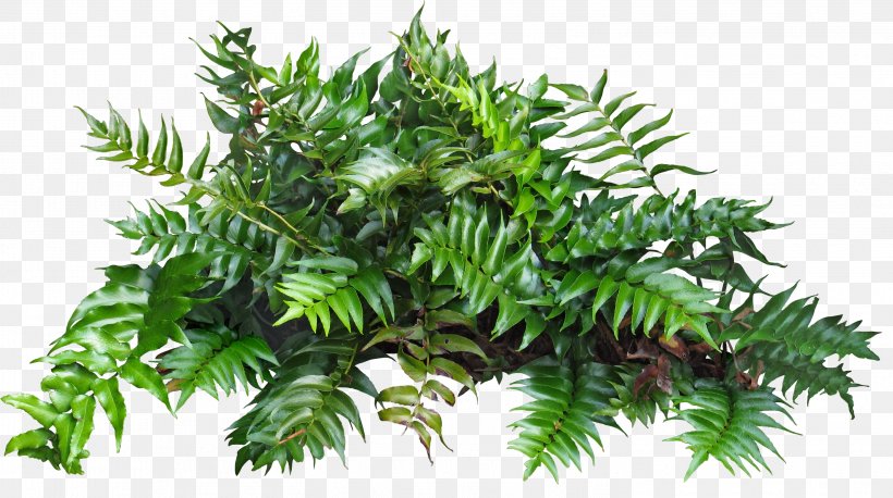 Clip Art Plants Shrub Ornamental Plant, PNG, 2953x1650px, Plants, American Larch, Branch, Conifer, Curry Tree Download Free
