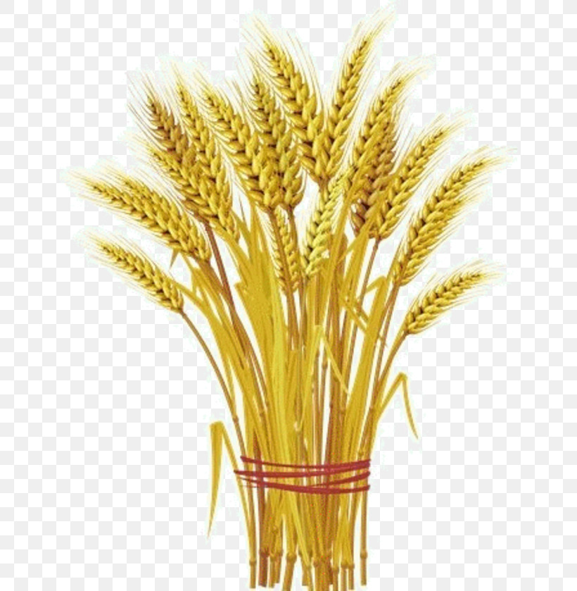 Wheat, PNG, 650x839px, Wheat, Flower, Food Grain, Grass, Grass Family Download Free