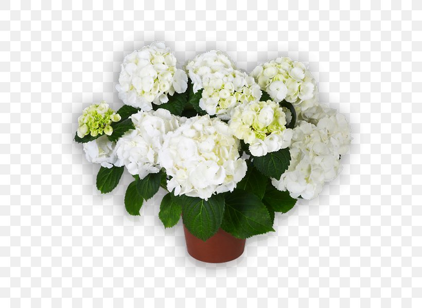Hydrangea Cut Flowers Saxon Floral Design, PNG, 600x600px, Hydrangea, Annual Plant, Artificial Flower, Chelsea Flower Show, Cornales Download Free