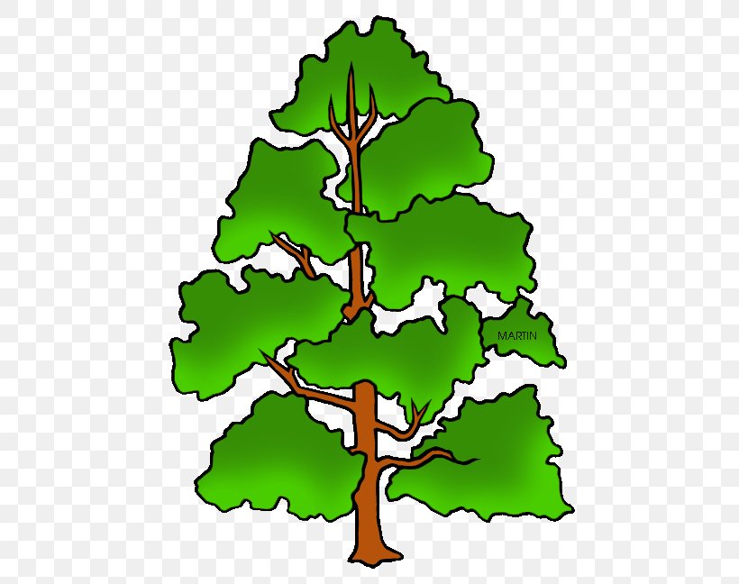 Liriodendron Tulipifera Cottonwood Pine Tree Clip Art, PNG, 479x648px, Liriodendron Tulipifera, Artwork, Aspen, Branch, Conifer Download Free