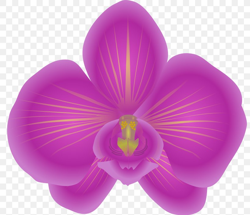 Orchids Free Content Clip Art, PNG, 800x703px, Orchids, Blue, Color, Flower, Flowering Plant Download Free